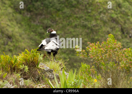 Condor andino Shot nelle Highlands ecuadoriana a circa 1800m di altitudine Foto Stock