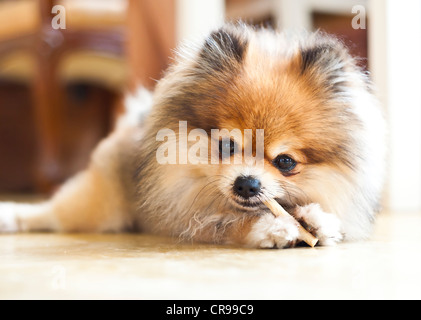 Grazioso cucciolo di Pomerania. Foto Stock