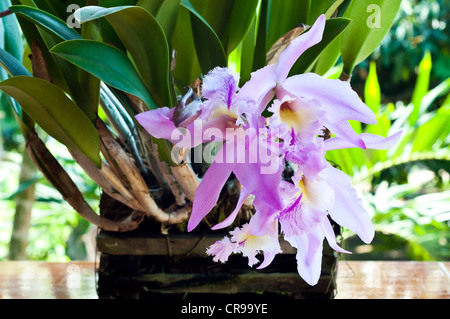 Cattleya orchid. Foto Stock