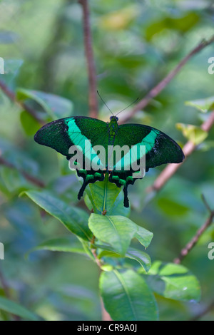 A coda di rondine di smeraldo (Papilio palinurus) nativo per le isole filippine, Isola di Bohol, Filippine Foto Stock