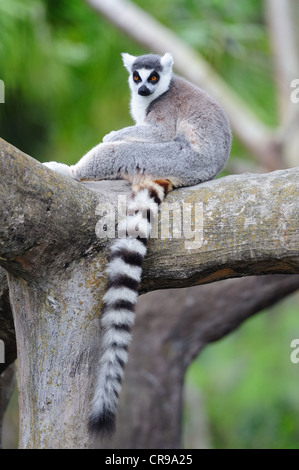 Lemuri su albero in Miami zoo Foto Stock