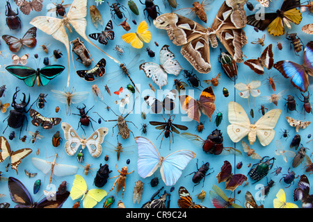 Collezione di insetti, falene, Farfalle, Coleotteri provenienti da tutto il mondo, l'Università Museo di Storia Naturale, Oxford Foto Stock