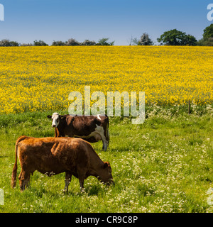 Le mucche al pascolo in un prato nel Regno Unito nella primavera Foto Stock