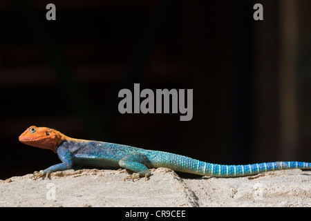 East African Rainbow lizard Foto Stock