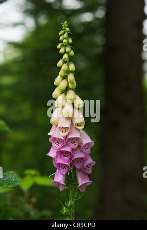 Foxglove in impostazione della foresta e dopo la pioggia Foto Stock