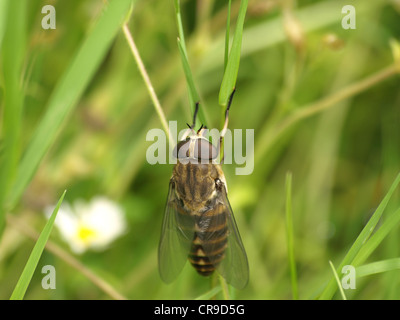 Il gigante scuro horsefly / Tabanus sudeticus / Pferdebremse Foto Stock