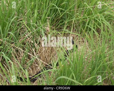 Politica europea comune in materia di sommatore, politica europea comune in materia di Viper, melanistic schemi colore / Vipera berus / Kreuzotter - Höllenotter Foto Stock