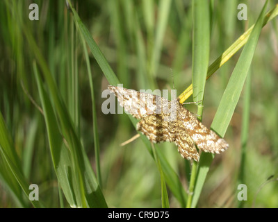 Butterfly / insetti volanti / Schmetterling / Fluginsekt Foto Stock