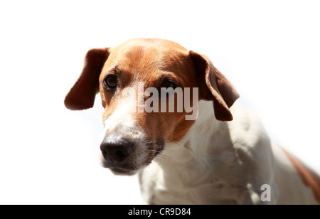 Jack Russell Terrier vicino fino all'aperto Foto Stock