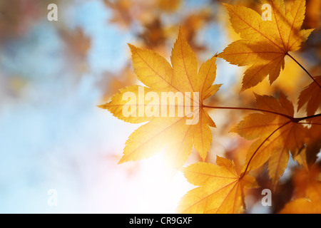 Foglie di autunno contro il cielo azzurro e sole, il fuoco selettivo Foto Stock