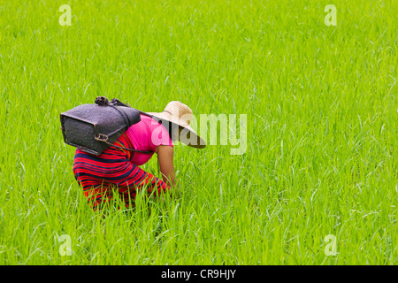 Igorot donna tribale opere in risaia, Banaue, Ifugao Provincia, Filippine Foto Stock