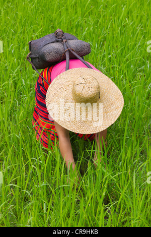 Igorot donna tribale opere in risaia, Banaue, Ifugao Provincia, Filippine Foto Stock