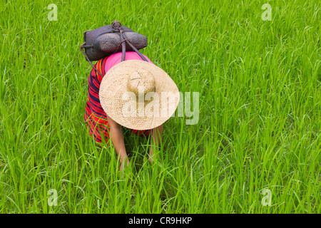 Igorot donna tribale opere in risaia, Banaue, Ifugao Provincia, Filippine Foto Stock