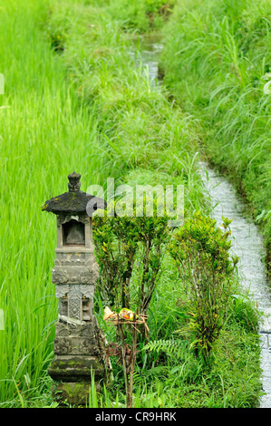 Terrazze di riso, Jatiluwih, Bali, Indonesia, Asia Foto Stock