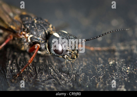 Sabre Wasp (Rhyssa persuasoria) Foto Stock