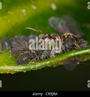 Le formiche imbrancandosi afidi Foto Stock