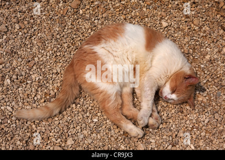 Lo zenzero e il gatto bianco dormendo al sole Foto Stock