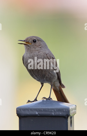 Femmina nera Redstart (Phoenicurus ochruros) seduto su di una recinzione. Foto Stock