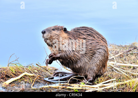 Una vista laterale immagine di un adulto beaver seduta guardando intorno dal bordo del suo stagno. Foto Stock