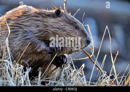 Un vicino l immagine di un wild beaver tenendo un ramo che ha appena tagliato nella sua bocca Foto Stock