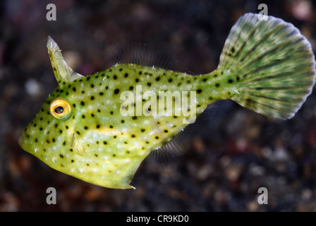 I capretti filefish, eventualmente Strapweed filefish, Pseudomonacanthus macrurus, Lembeh strait, Sulawesi, Indonesia, il Pacifico Foto Stock