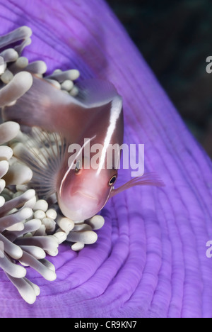 Rosa, anemonefish Amphiprion perideraion, su di una magnifica anemone, Lembeh strait, Sulawesi, Indonesia, il Pacifico Foto Stock