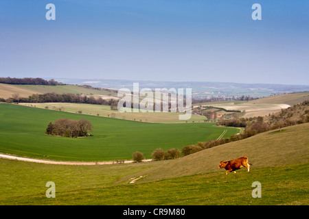 Un panorama del Berkshire Downs da la Ridgeway National Trail a Aldworth, Berkshire, Inghilterra, GB, UK. Foto Stock