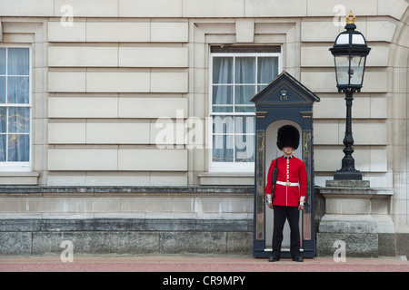 Coldstream guardsman di sentinella fuori Buckingham Palace. Londra, Inghilterra Foto Stock