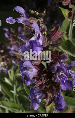 Immagine: Steve gara - Giardino - salvia o comuni o salvia (Salvia officinalis), Catalunya, Spagna. Foto Stock