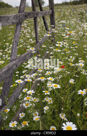 Il mais Camomilla Anthemis arvense vecchio pecore ostacolo Foto Stock