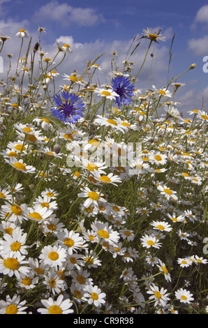 Il mais Camomilla Anthemis arvense e fiori di mais Foto Stock