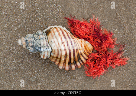 Conchiglie Rigate con alghe marine sulla sabbia, Tasmania, Australia Foto Stock