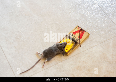 Topo morto in una trappola del mouse Foto Stock