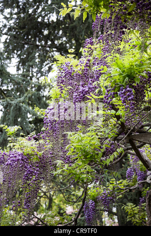 Il Glicine giapponese in piena fioritura in Brooklyn Botanic Garden, NYC, STATI UNITI D'AMERICA Foto Stock