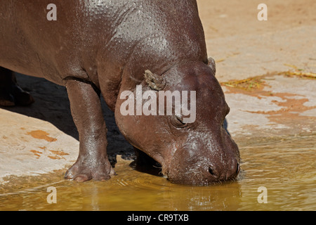 Ritratto di un pigmeo Ippopotamo (Choeropsis liberiensis) Foto Stock