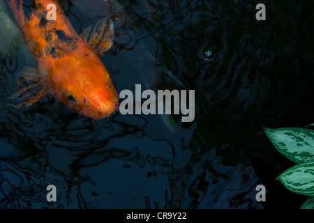 Arancione e Nero Koi Nishikigoi pesce affiorante nell' acqua scura. Foto Stock