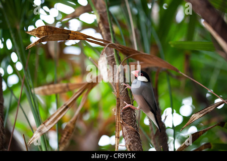 Java Sparrow o Finch, Padda Oryzivora sul ramo Foto Stock