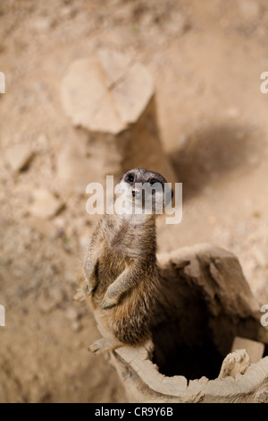 Suricate Meerkat Suricata suricatta Sentinel in piedi sul log Foto Stock