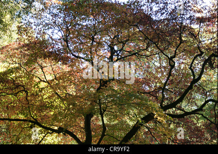 Guardando in alto attraverso una tettoia di rami in blu cielo autunnale. Prese a Westonbirt Arboretum, Gloucestershire, Regno Unito Foto Stock
