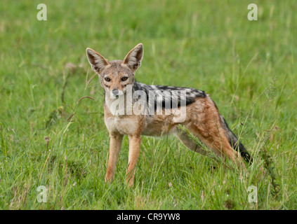 Jackal Black-Backed (Canis mesomelas) in piedi sul Masai Mara, Kenya, Africa orientale. Foto Stock