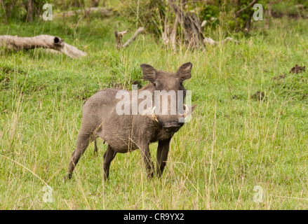 Warthog comune seminare guardando la telecamera sulla Riserva Nazionale di Masai Mara, Kenya, Africa orientale. Foto Stock