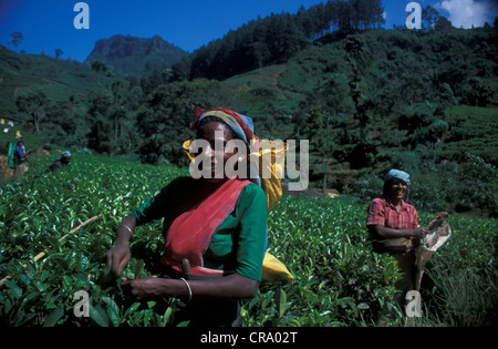 Donne Tamil raccolta di foglie di tè, Sri Lanka Foto Stock