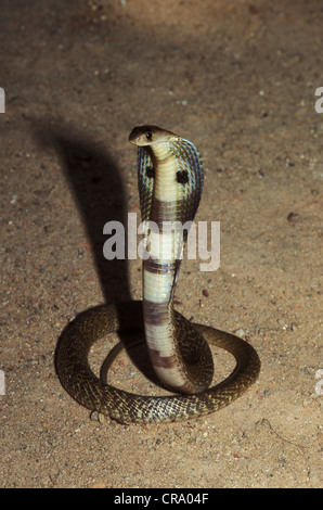 Giovani indiani Cobra (Naja naja), Sri Lanka Foto Stock