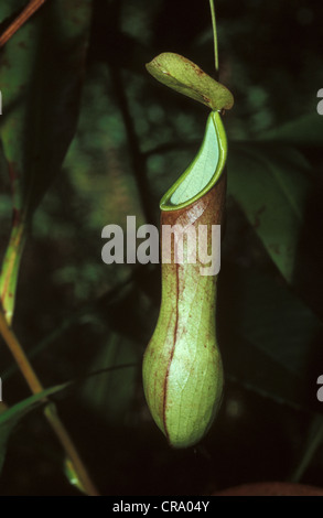 Il governo dello Sri Lanka pianta brocca, Nepenthes distillatoria, Sri Lanka, riserva Sinharaja Foto Stock