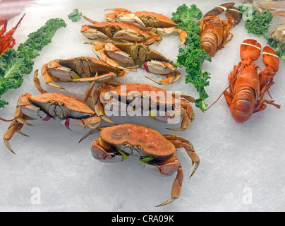 La neve di granchi e aragoste sul ghiaccio nel mercato del pesce Foto Stock