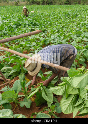 Due anziani mani di campo scegliere il tabacco in un agricoltore in campo Vinales, Cuba. Foto Stock