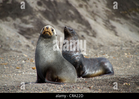 Antartico le foche (Arctocephalus gazella). Foto Stock