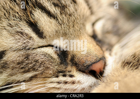 Closeup colpo di sonno carino gattino. Foto Stock