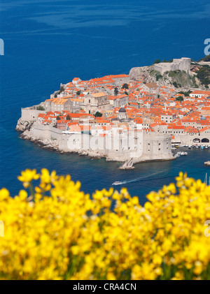 Paese vecchio di Dubrovnik, Croazia. Dubrovnik e fiori Foto Stock