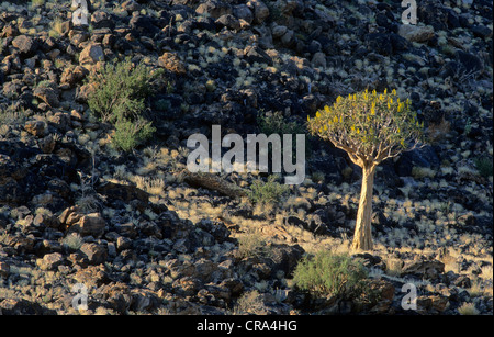 Faretra tree (aloe dichotoma) e deserto roccioso, Augrabies Falls National Park, Sud Africa Foto Stock